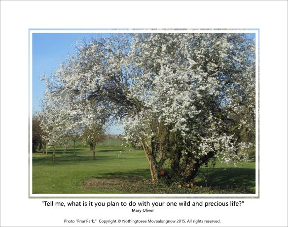 Gems 1.3.1 - 3Sept2015 wild precious life mary oliver NTSMA