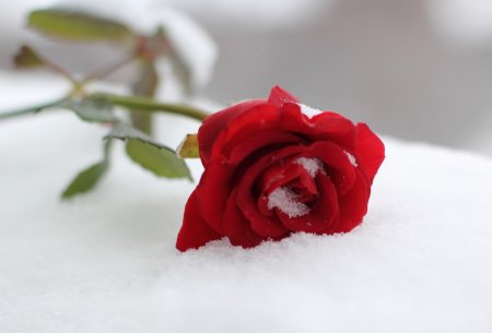 rose snow
