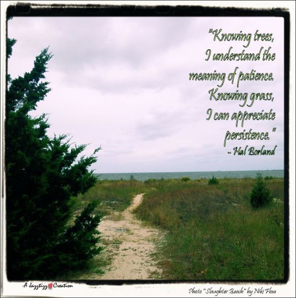 Gems 2.35 Hal Borland Patience Persistence Trees Nature