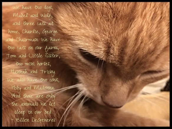 gems-2-60-ellen-degeneres