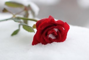 snow-rose
