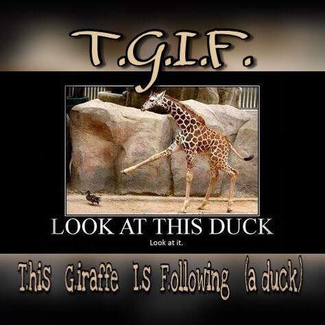 tgif-giraffe-duck