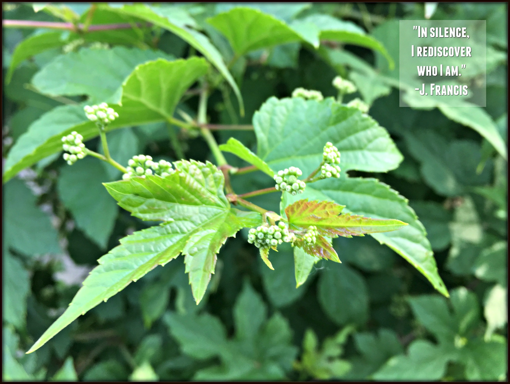 silence J Francis leaves