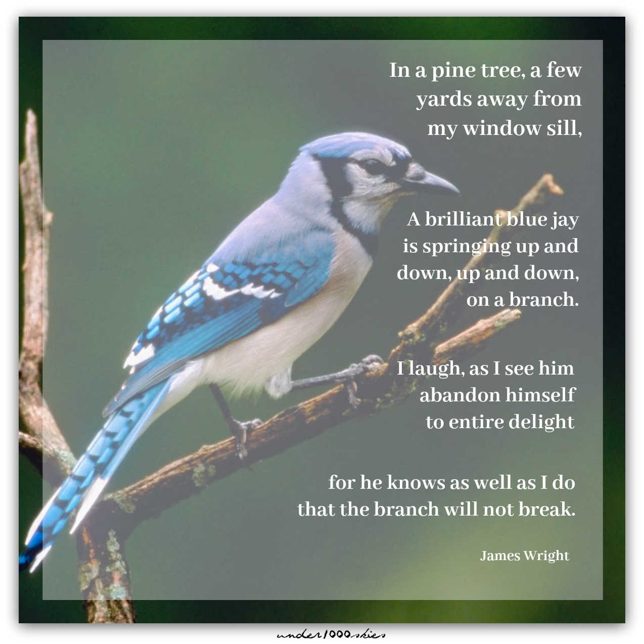 Blue Jay James Wright WavingatYou