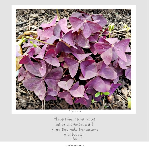 Gems 4.54 under1000skies