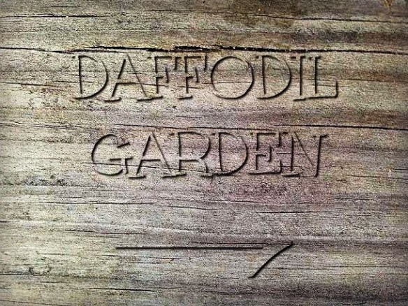 Daffodil Garden