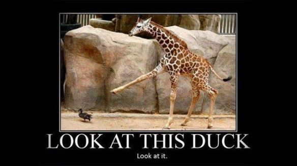 this giraffe is following a duck